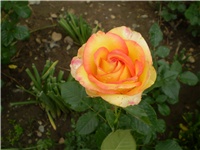 d5893ec7-Picture 4210.jpg